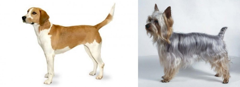 Silky Terrier vs Harrier - Breed Comparison