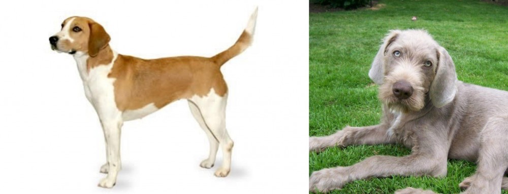 Slovakian Rough Haired Pointer vs Harrier - Breed Comparison