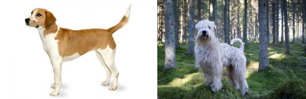 Soft-Coated Wheaten Terrier vs Harrier - Breed Comparison