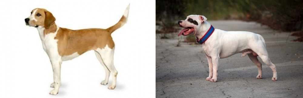 Staffordshire Bull Terrier vs Harrier - Breed Comparison