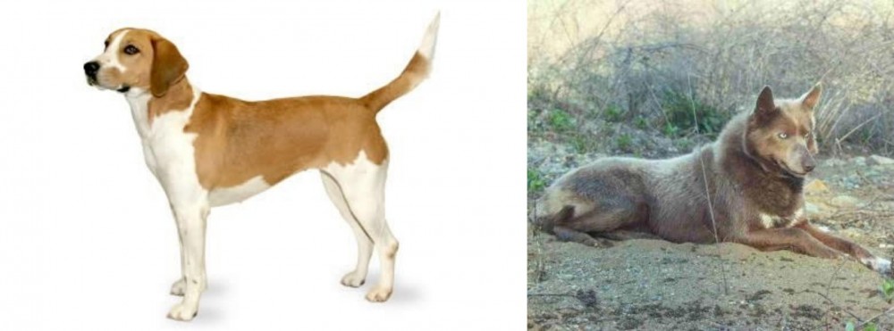 Tahltan Bear Dog vs Harrier - Breed Comparison