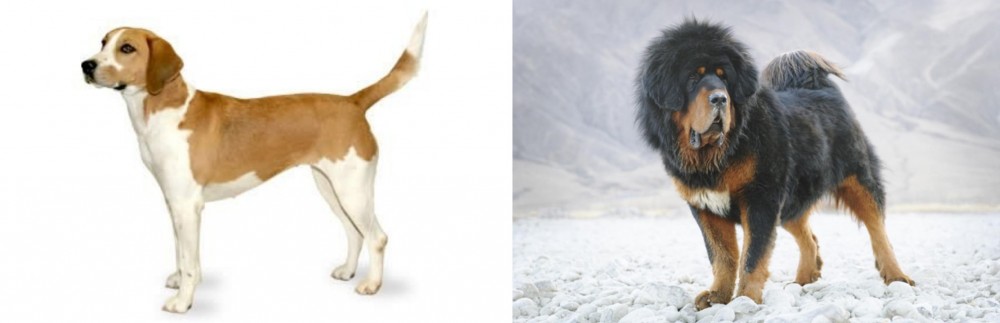 Tibetan Mastiff vs Harrier - Breed Comparison