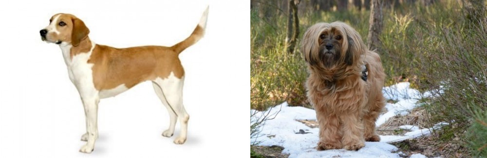 Tibetan Terrier vs Harrier - Breed Comparison