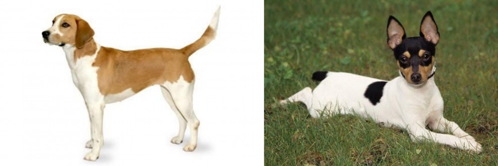 Toy Fox Terrier vs Harrier - Breed Comparison