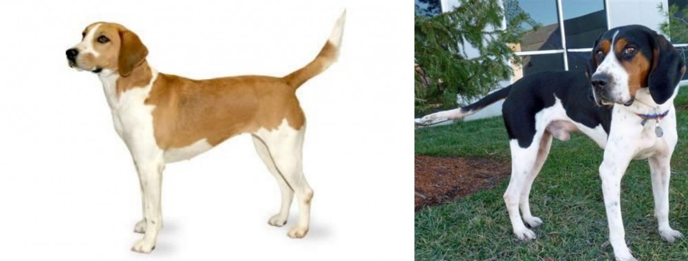 Treeing Walker Coonhound vs Harrier - Breed Comparison