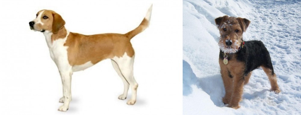 Welsh Terrier vs Harrier - Breed Comparison