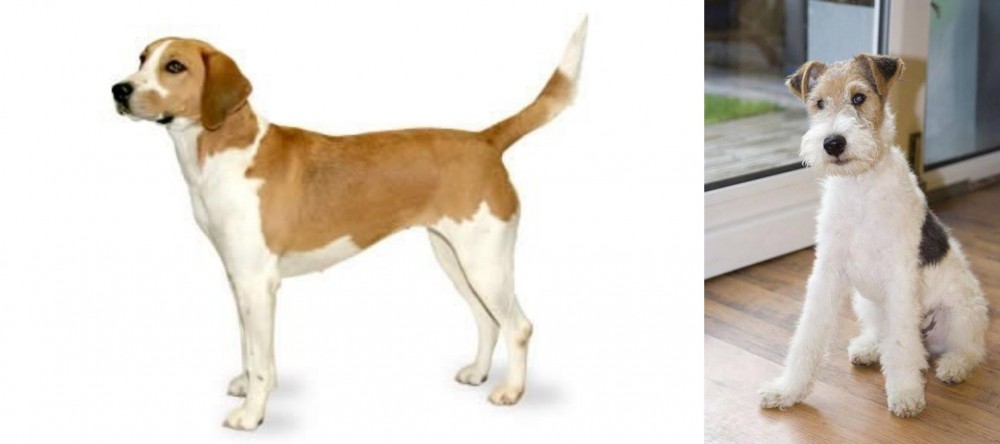 Wire Fox Terrier vs Harrier - Breed Comparison