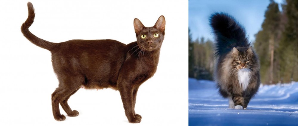 Norwegian Forest Cat vs Havana Brown - Breed Comparison