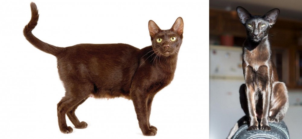 Oriental Shorthair vs Havana Brown - Breed Comparison