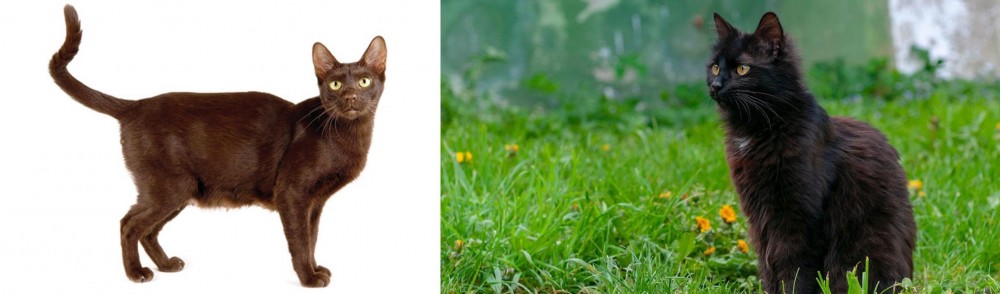 York Chocolate Cat vs Havana Brown - Breed Comparison