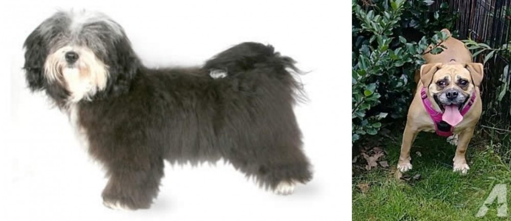 Beabull vs Havanese - Breed Comparison