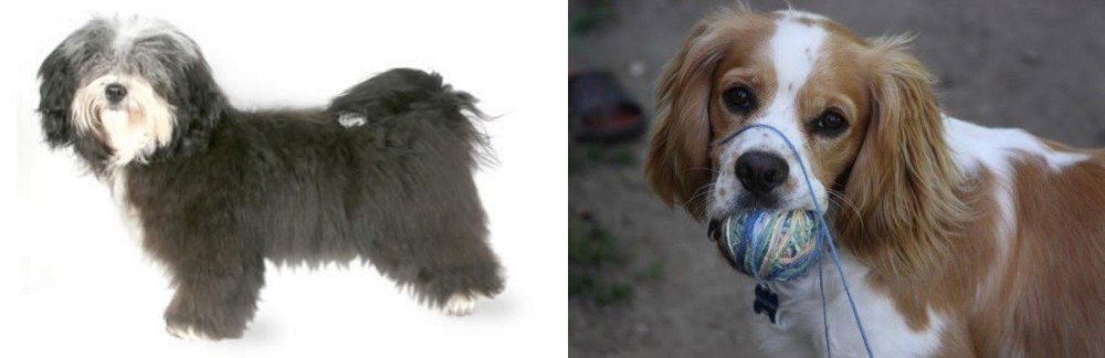 Cockalier vs Havanese - Breed Comparison