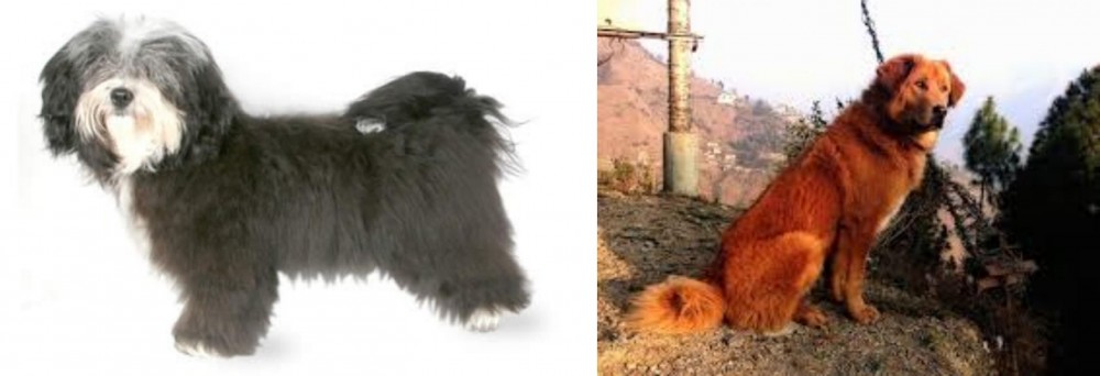 Himalayan Sheepdog vs Havanese - Breed Comparison