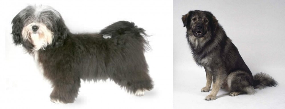 Istrian Sheepdog vs Havanese - Breed Comparison