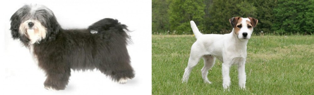 Jack Russell Terrier vs Havanese - Breed Comparison