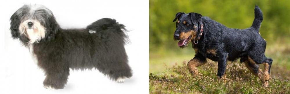 Jagdterrier vs Havanese - Breed Comparison