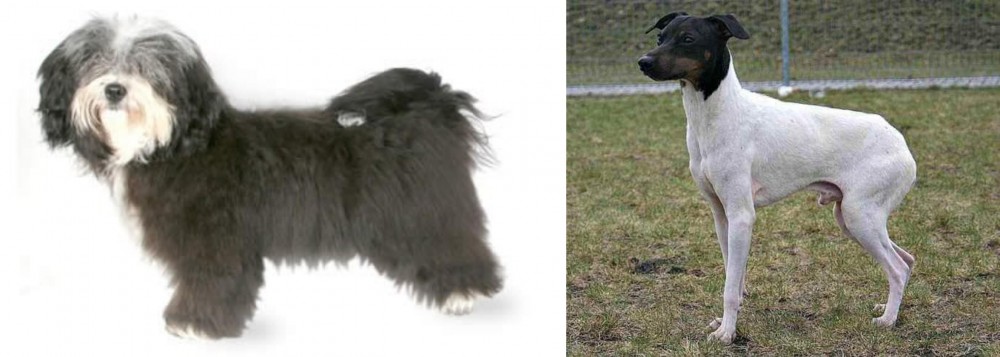 Japanese Terrier vs Havanese - Breed Comparison