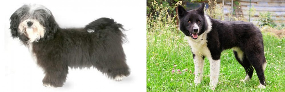 Karelian Bear Dog vs Havanese - Breed Comparison