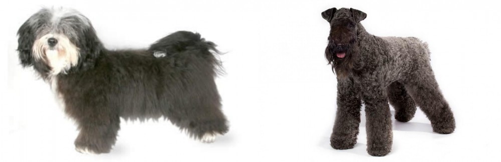 Kerry Blue Terrier vs Havanese - Breed Comparison