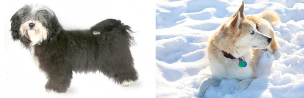 Labrador Husky vs Havanese - Breed Comparison