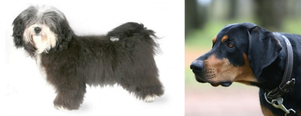 Lithuanian Hound vs Havanese - Breed Comparison
