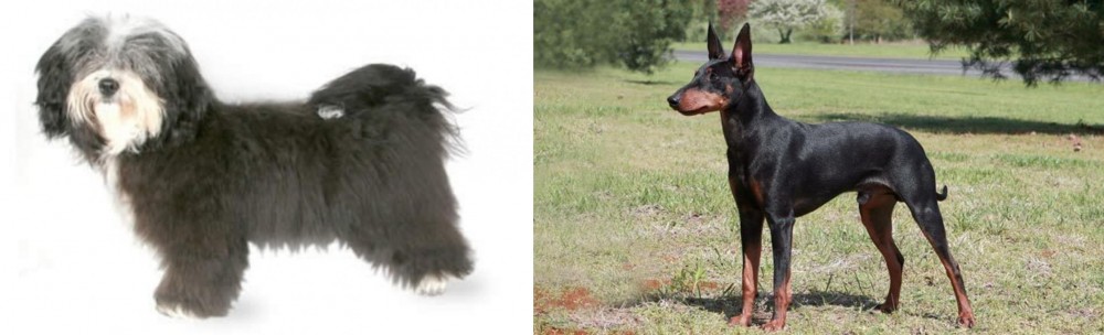 Manchester Terrier vs Havanese - Breed Comparison