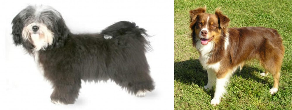 Miniature Australian Shepherd vs Havanese - Breed Comparison