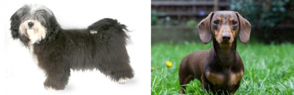 Miniature Dachshund vs Havanese - Breed Comparison