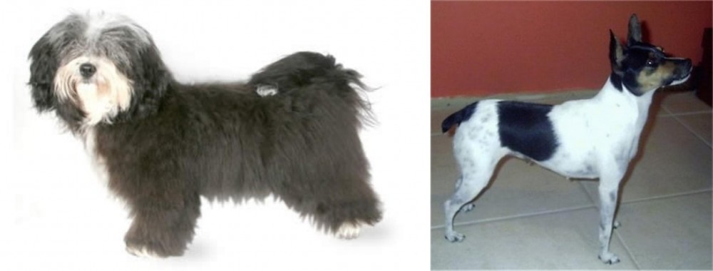 Miniature Fox Terrier vs Havanese - Breed Comparison