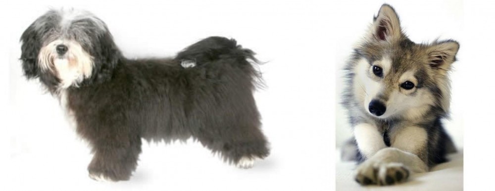 Miniature Siberian Husky vs Havanese - Breed Comparison