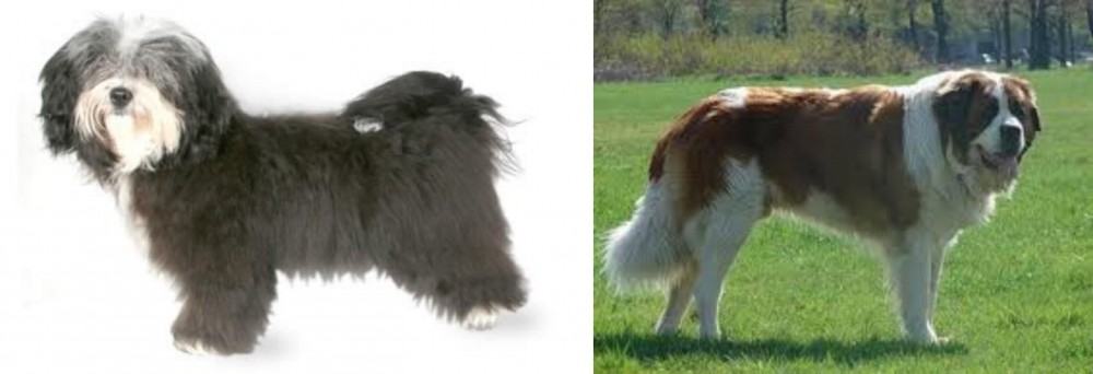 Moscow Watchdog vs Havanese - Breed Comparison