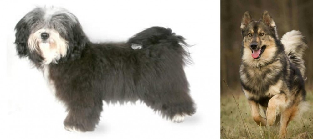 Native American Indian Dog vs Havanese - Breed Comparison