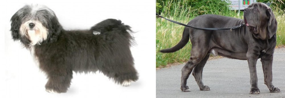 Neapolitan Mastiff vs Havanese - Breed Comparison