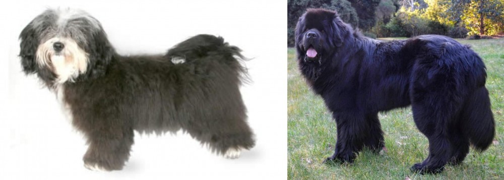 Newfoundland Dog vs Havanese - Breed Comparison