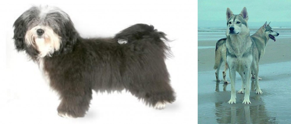 Northern Inuit Dog vs Havanese - Breed Comparison