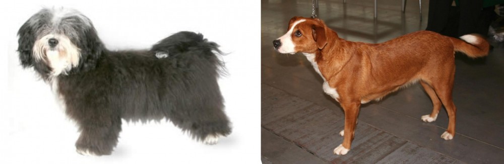 Osterreichischer Kurzhaariger Pinscher vs Havanese - Breed Comparison