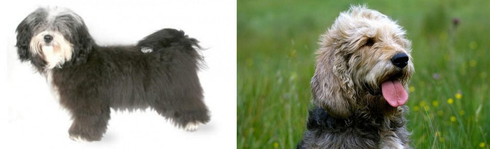 Otterhound vs Havanese - Breed Comparison