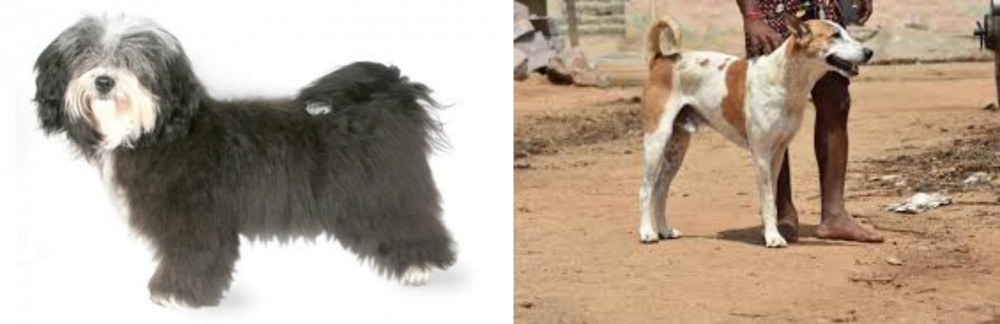 Pandikona vs Havanese - Breed Comparison