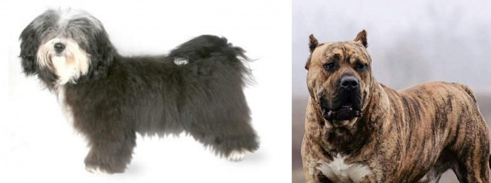 Perro de Presa Canario vs Havanese - Breed Comparison