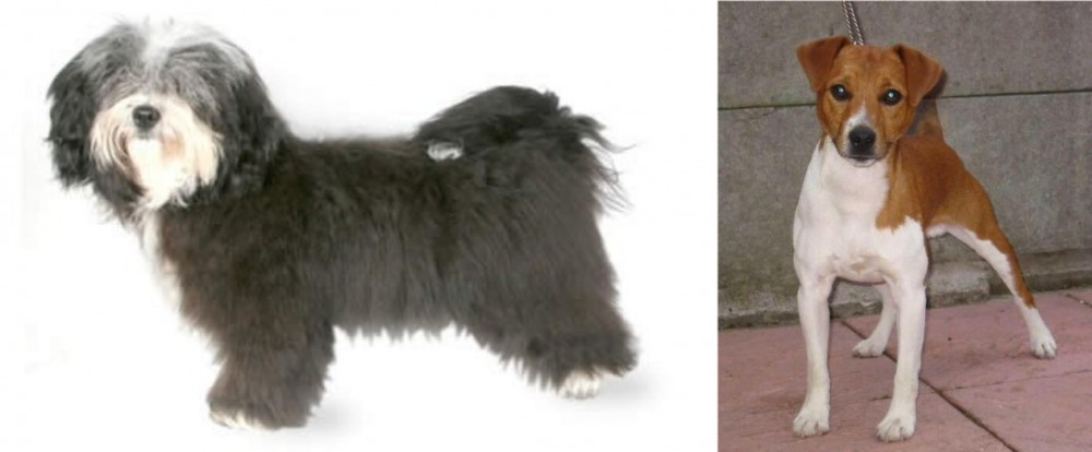 Plummer Terrier vs Havanese - Breed Comparison