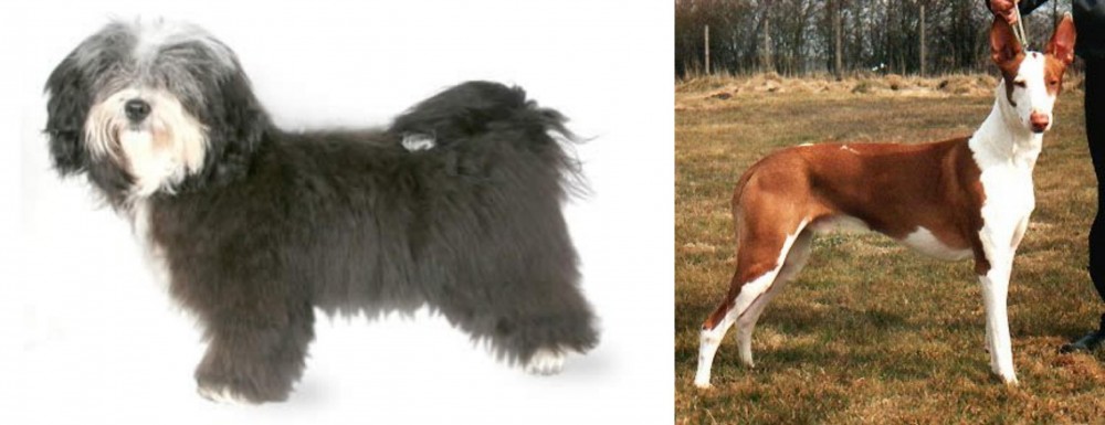 Podenco Canario vs Havanese - Breed Comparison