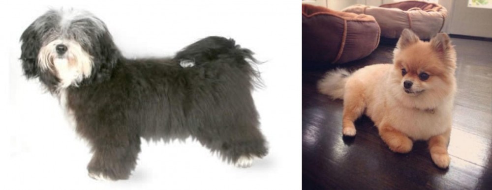 Pomeranian vs Havanese - Breed Comparison