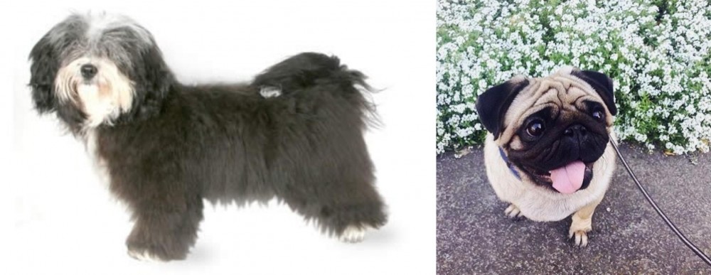 Pug vs Havanese - Breed Comparison