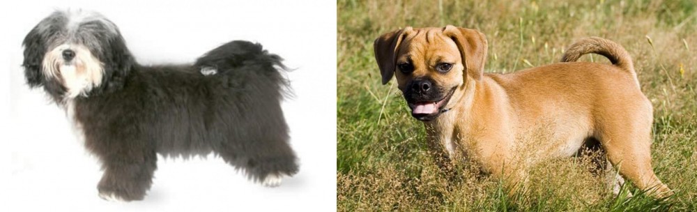 Puggle vs Havanese - Breed Comparison