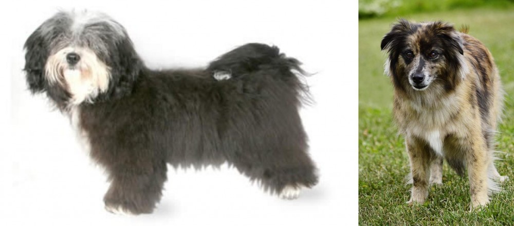 Pyrenean Shepherd vs Havanese - Breed Comparison