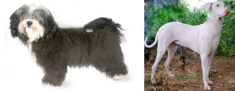 Rajapalayam vs Havanese - Breed Comparison