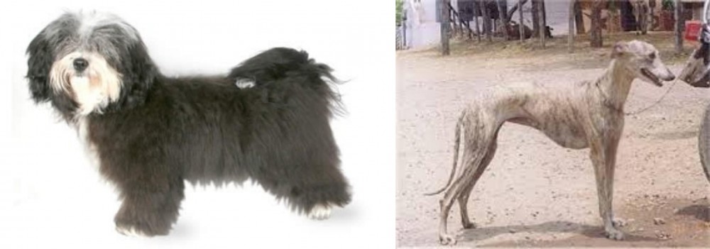 Rampur Greyhound vs Havanese - Breed Comparison