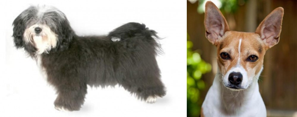 Rat Terrier vs Havanese - Breed Comparison