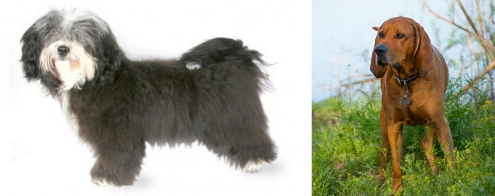 Redbone Coonhound vs Havanese - Breed Comparison