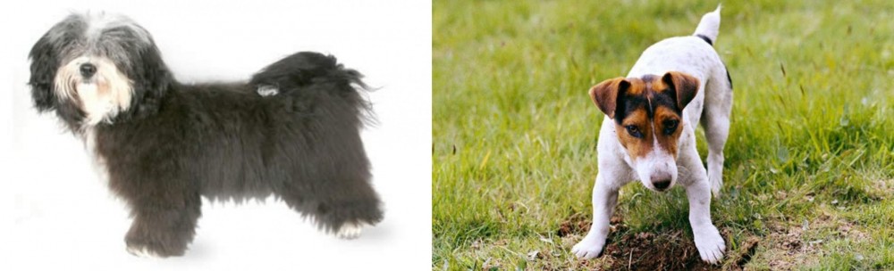 Russell Terrier vs Havanese - Breed Comparison